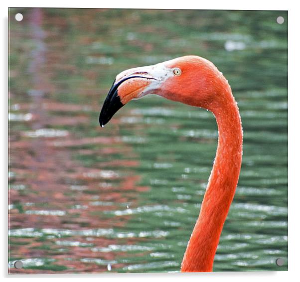  Chilean Flamingo Acrylic by Geoff Storey