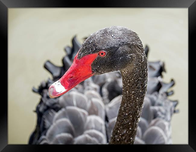 Black Swan Framed Print by Geoff Storey