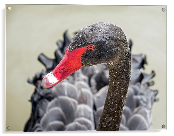  Black Swan Acrylic by Geoff Storey
