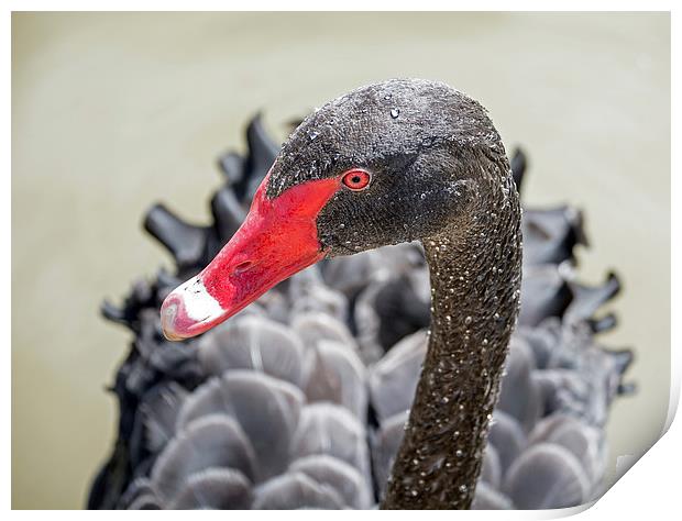  Black Swan Print by Geoff Storey