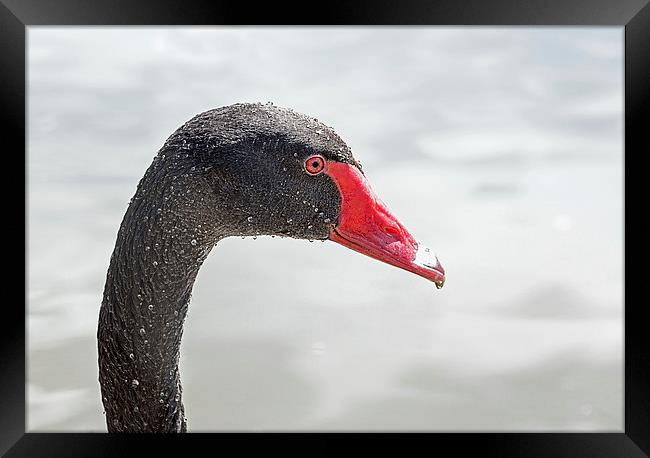  Black Swan (2) Framed Print by Geoff Storey