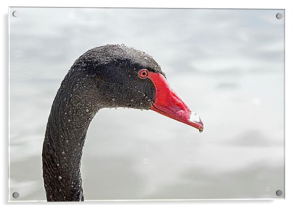  Black Swan (2) Acrylic by Geoff Storey