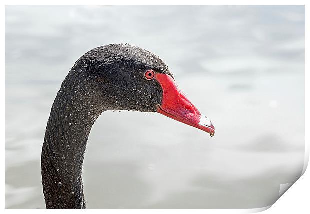  Black Swan (2) Print by Geoff Storey
