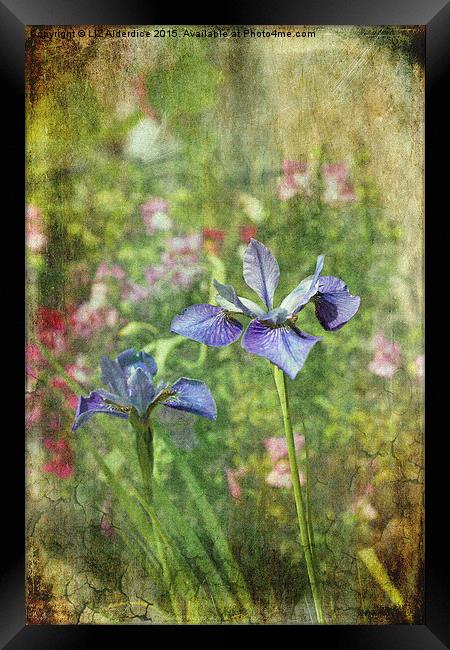  Cottage Garden Blues Framed Print by LIZ Alderdice