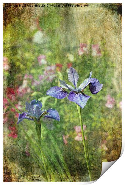  Cottage Garden Blues Print by LIZ Alderdice