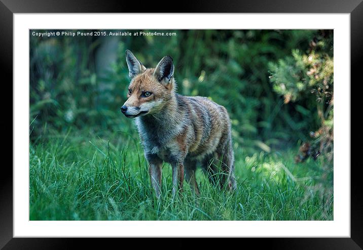  Red Fox in Grass Framed Mounted Print by Philip Pound