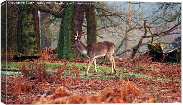 Deer among the ferns Canvas Print by Susan Tinsley