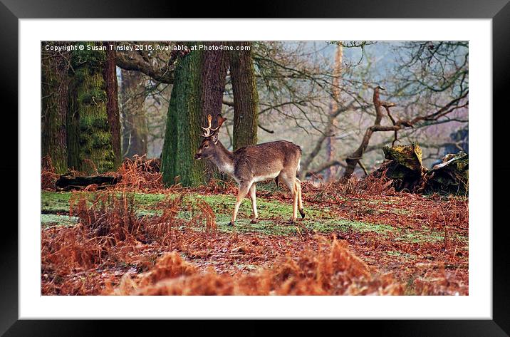 Deer among the ferns Framed Mounted Print by Susan Tinsley