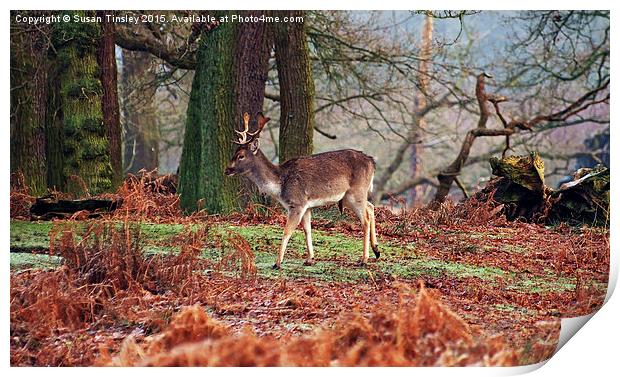 Deer among the ferns Print by Susan Tinsley