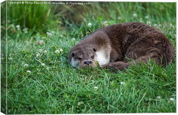 Otter Curled Up Canvas Print by Philip Pound