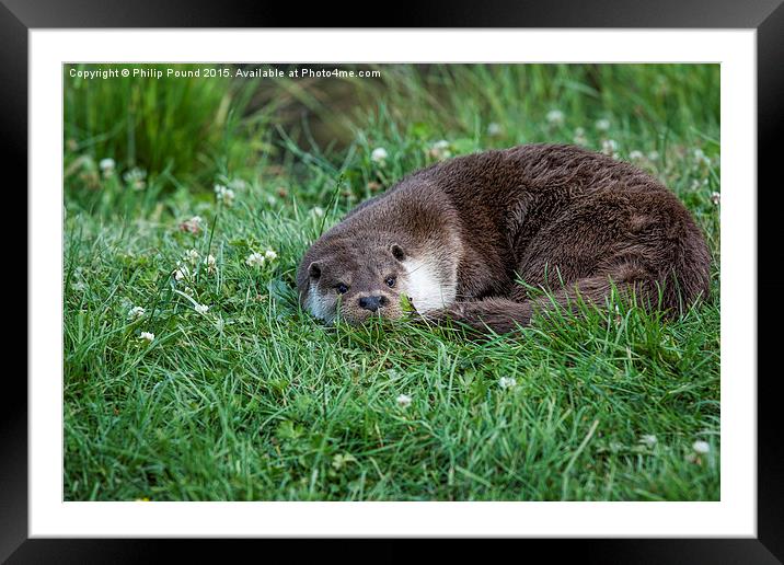  Otter Curled Up Framed Mounted Print by Philip Pound