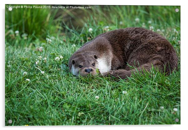  Otter Curled Up Acrylic by Philip Pound
