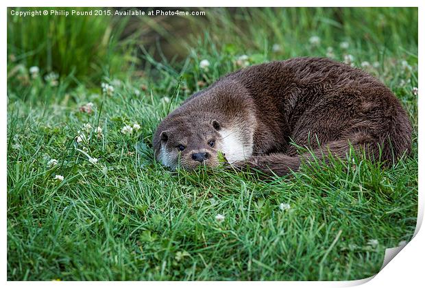  Otter Curled Up Print by Philip Pound