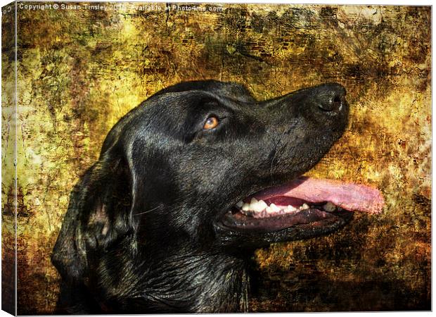 Portrait of Labrador  Canvas Print by Susan Tinsley