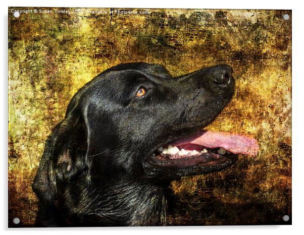 Portrait of Labrador  Acrylic by Susan Tinsley