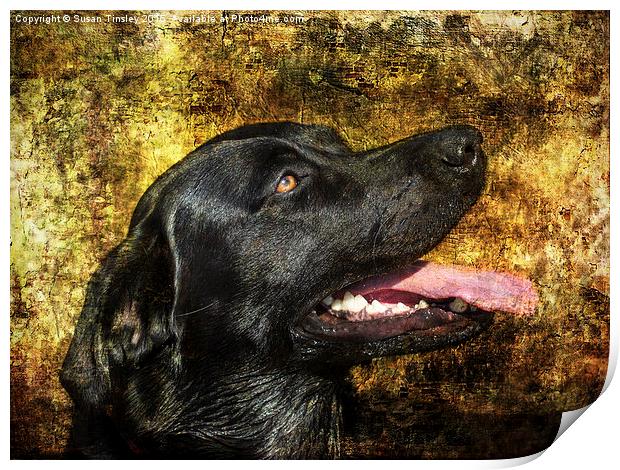 Portrait of Labrador  Print by Susan Tinsley