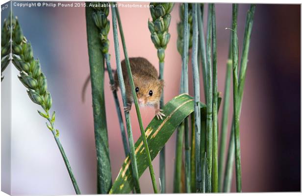  Harvest Mouse in Grass Canvas Print by Philip Pound