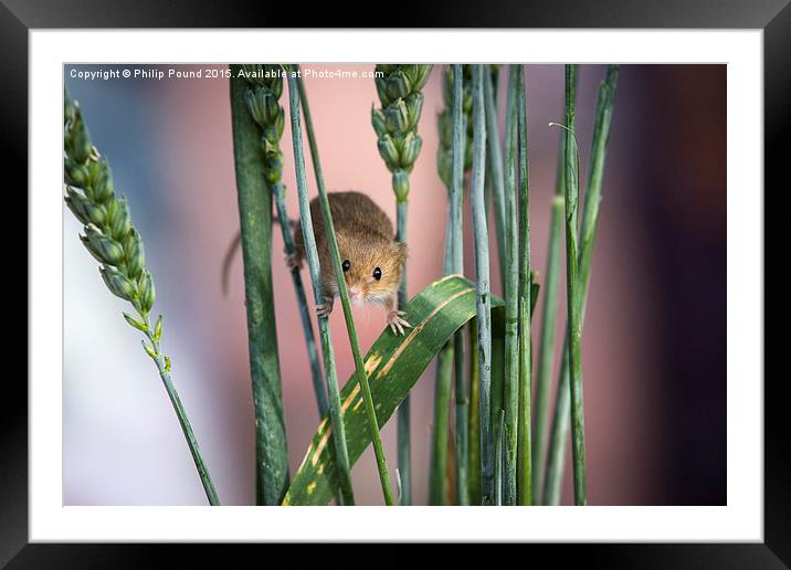  Harvest Mouse in Grass Framed Mounted Print by Philip Pound