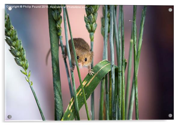  Harvest Mouse in Grass Acrylic by Philip Pound