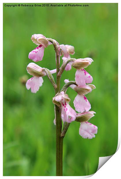  Green-winged Orchid Print by Rebecca Giles