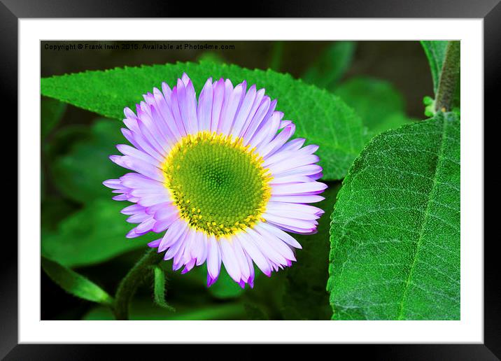  Close up of a lovely Aster Framed Mounted Print by Frank Irwin