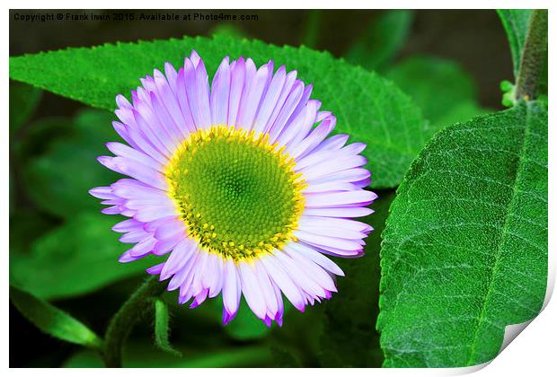  Close up of a lovely Aster Print by Frank Irwin