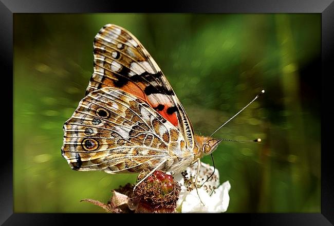  The Painted Lady by JCstudios Framed Print by JC studios LRPS ARPS
