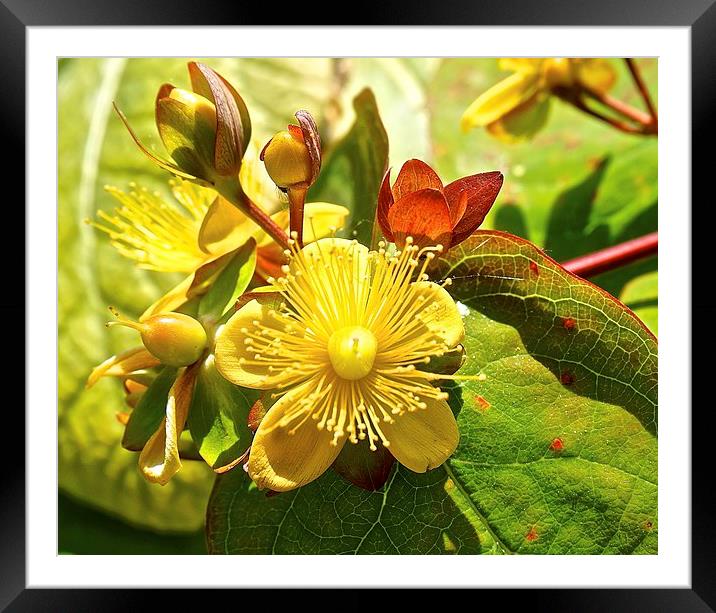  Hypericum Flower, plant Framed Mounted Print by Sue Bottomley