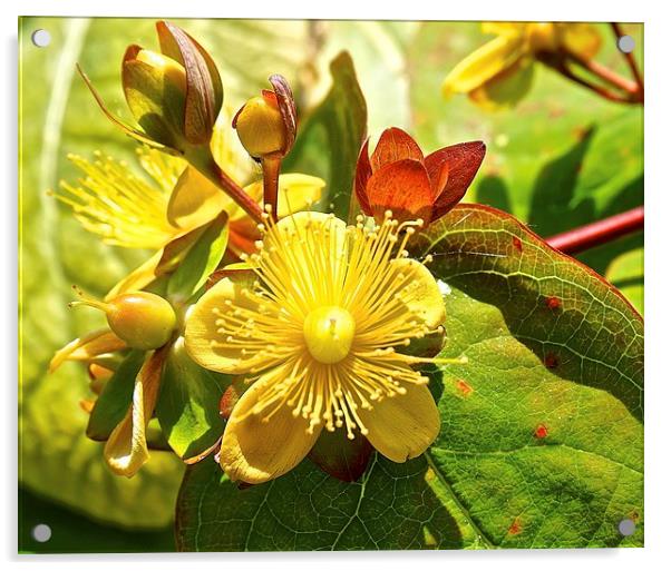  Hypericum Flower, plant Acrylic by Sue Bottomley