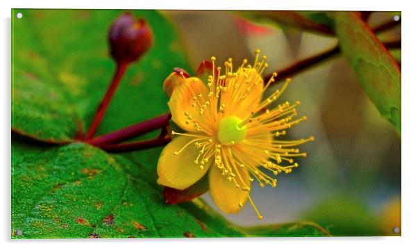 Hypericum Flower  Acrylic by Sue Bottomley