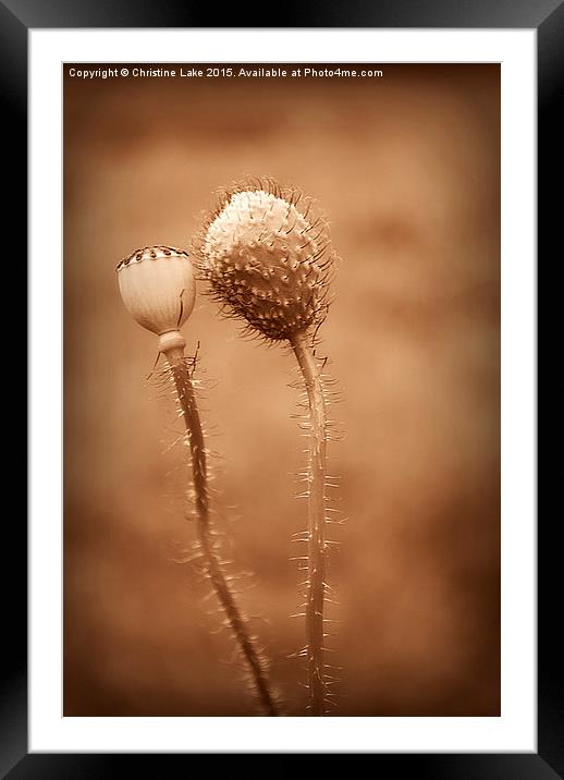  Friends In Seed Framed Mounted Print by Christine Lake