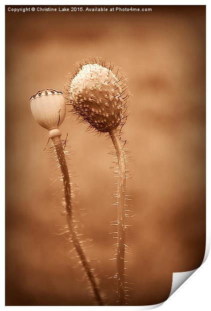  Friends In Seed Print by Christine Lake