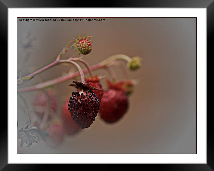  Wild Strawberries Framed Mounted Print by sylvia scotting