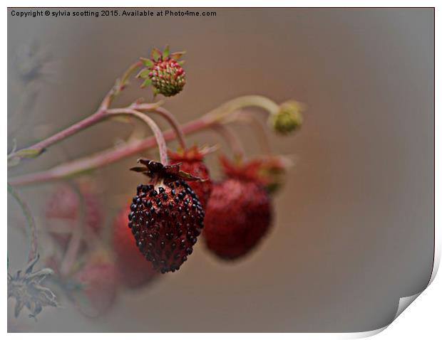  Wild Strawberries Print by sylvia scotting
