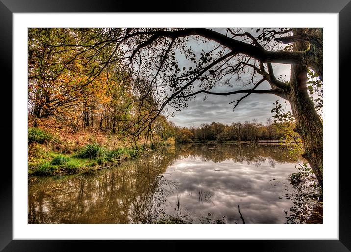 Reflections in the Pond Framed Mounted Print by Jeni Harney