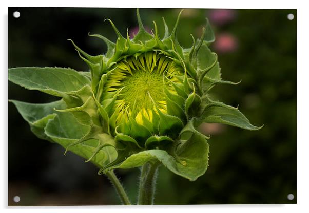  Unopened sunflower Acrylic by Eddie John