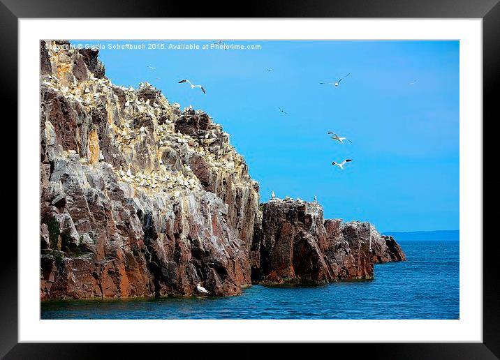  Northern Gannets on Bass Rock Framed Mounted Print by Gisela Scheffbuch