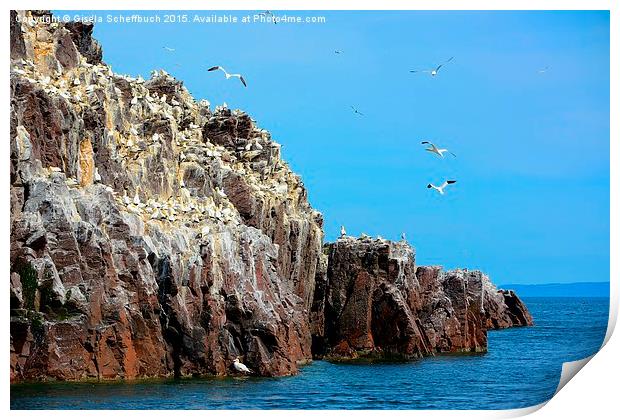  Northern Gannets on Bass Rock Print by Gisela Scheffbuch