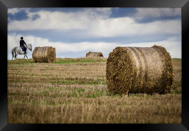  Horse n Hay Framed Print by Peter Stuart