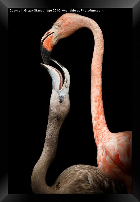  Flamingo parenting Framed Print by Izzy Standbridge