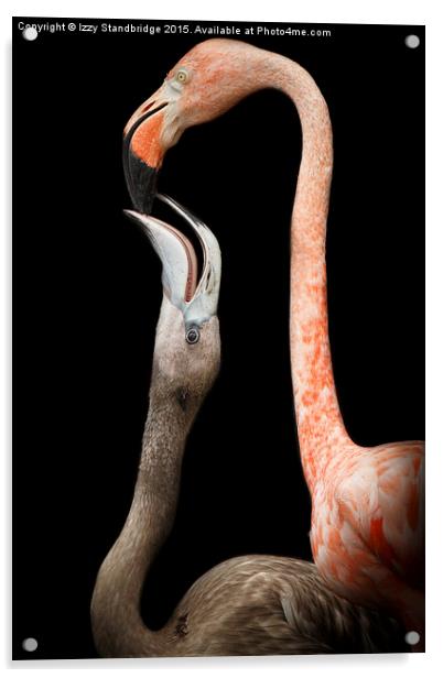  Flamingo parenting Acrylic by Izzy Standbridge