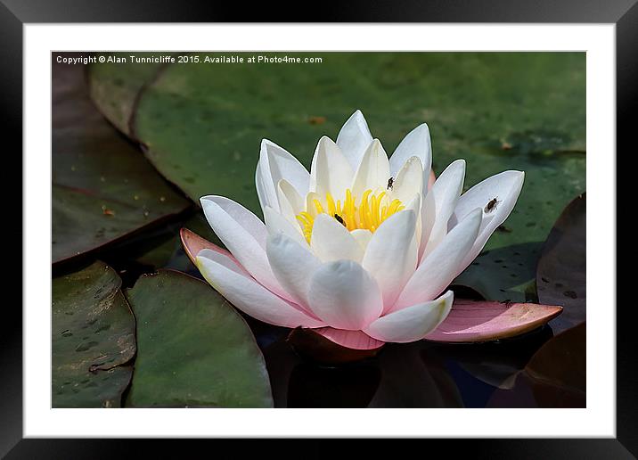  Water lily Framed Mounted Print by Alan Tunnicliffe