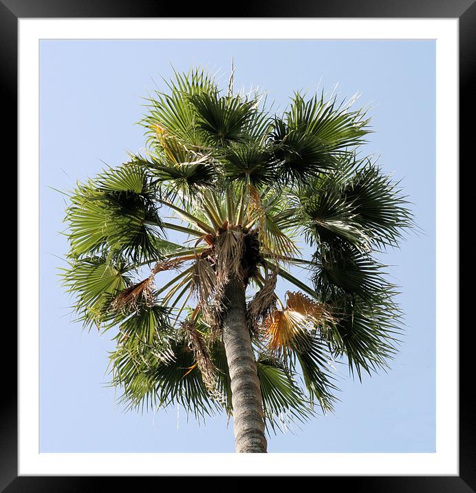 Palm Tree Framed Mounted Print by Ruth Hallam
