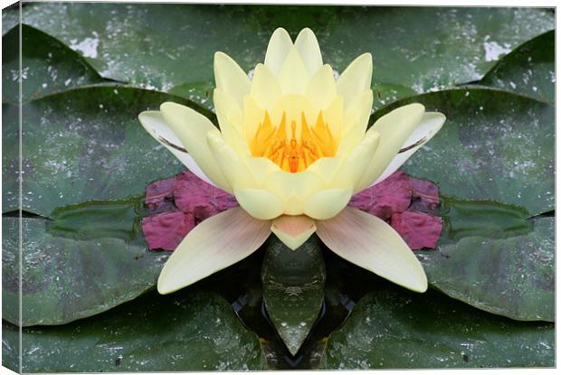 Yellow water lily flower Canvas Print by Ruth Hallam