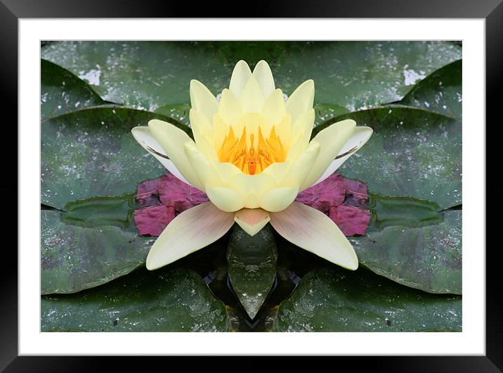 Yellow water lily flower Framed Mounted Print by Ruth Hallam
