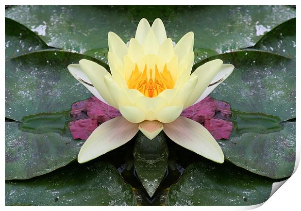 Yellow water lily flower Print by Ruth Hallam