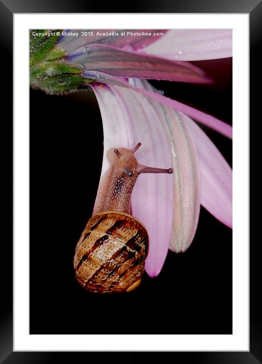 Holding On Tight Framed Mounted Print by rawshutterbug 