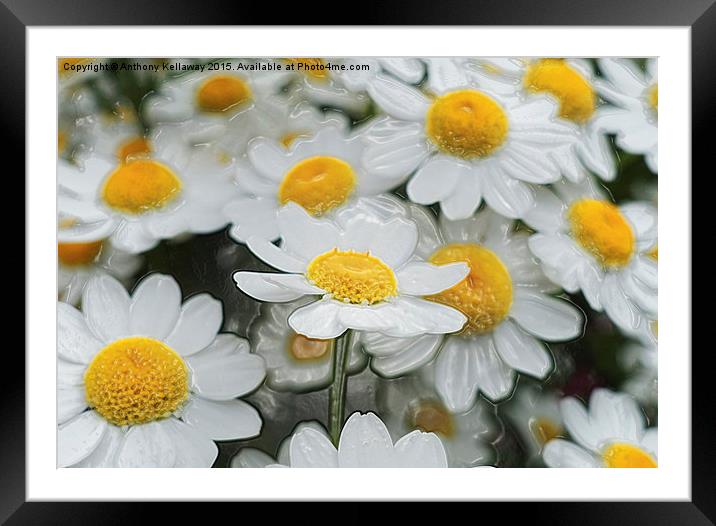 DAISIES. FEVERFEW Framed Mounted Print by Anthony Kellaway