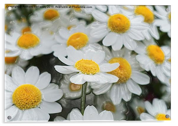 DAISIES. FEVERFEW Acrylic by Anthony Kellaway