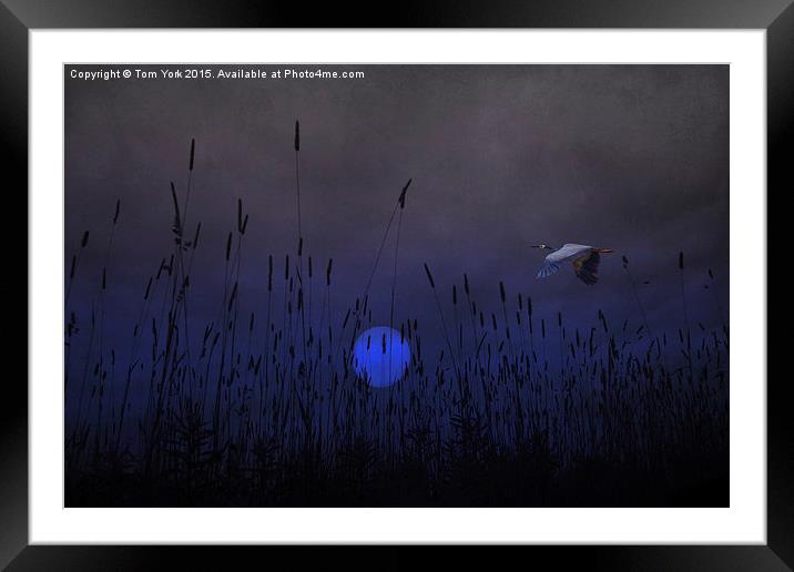 Once In A Blue Moon Framed Mounted Print by Tom York